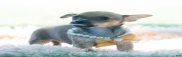 Chihuahua dogs for sale: Jupiter - Ad 9
