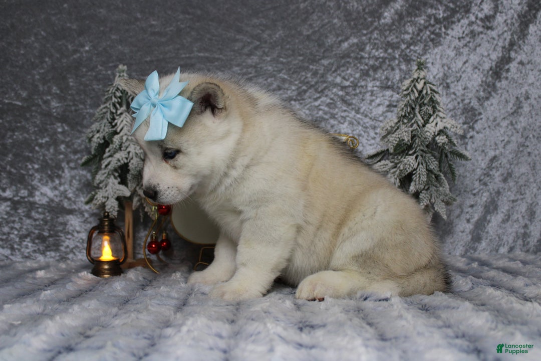 Pomsky dogs for sale: Aelin  - Ad 8