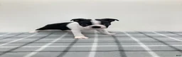 Boston Terrier dogs for sale: Nellie Boston Terrier  - Ad 3
