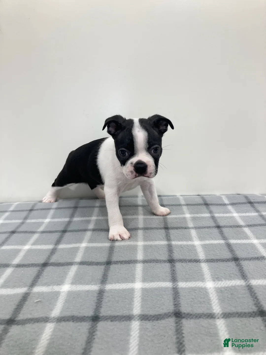 Boston Terrier dogs for sale: Nellie Boston Terrier  - Ad 3