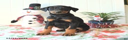 Doberman Pinscher dogs for sale: Baxter - Ad 1