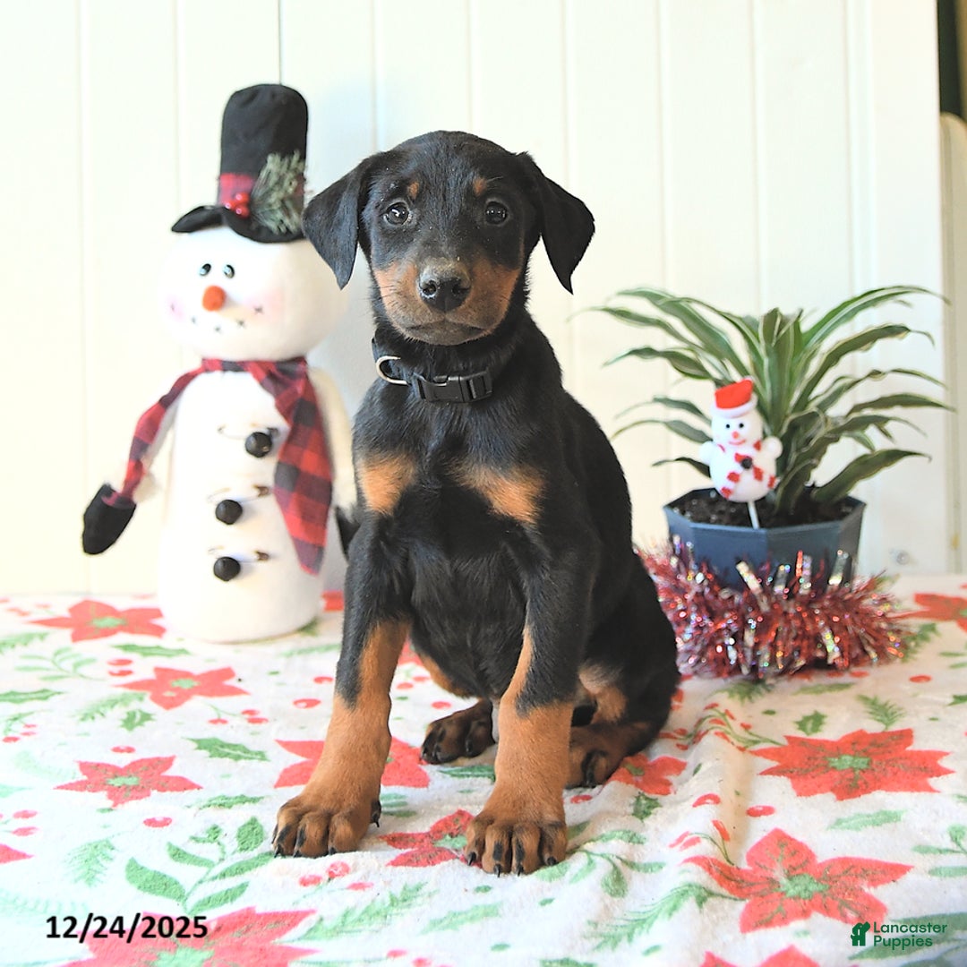 Doberman Pinscher dogs for sale: Baxter - Ad 1