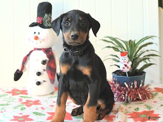 Doberman Pinscher dogs Baxter - Ad 21