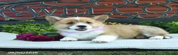 Welsh Corgi Pembroke dogs for sale: Rita - Ad 5