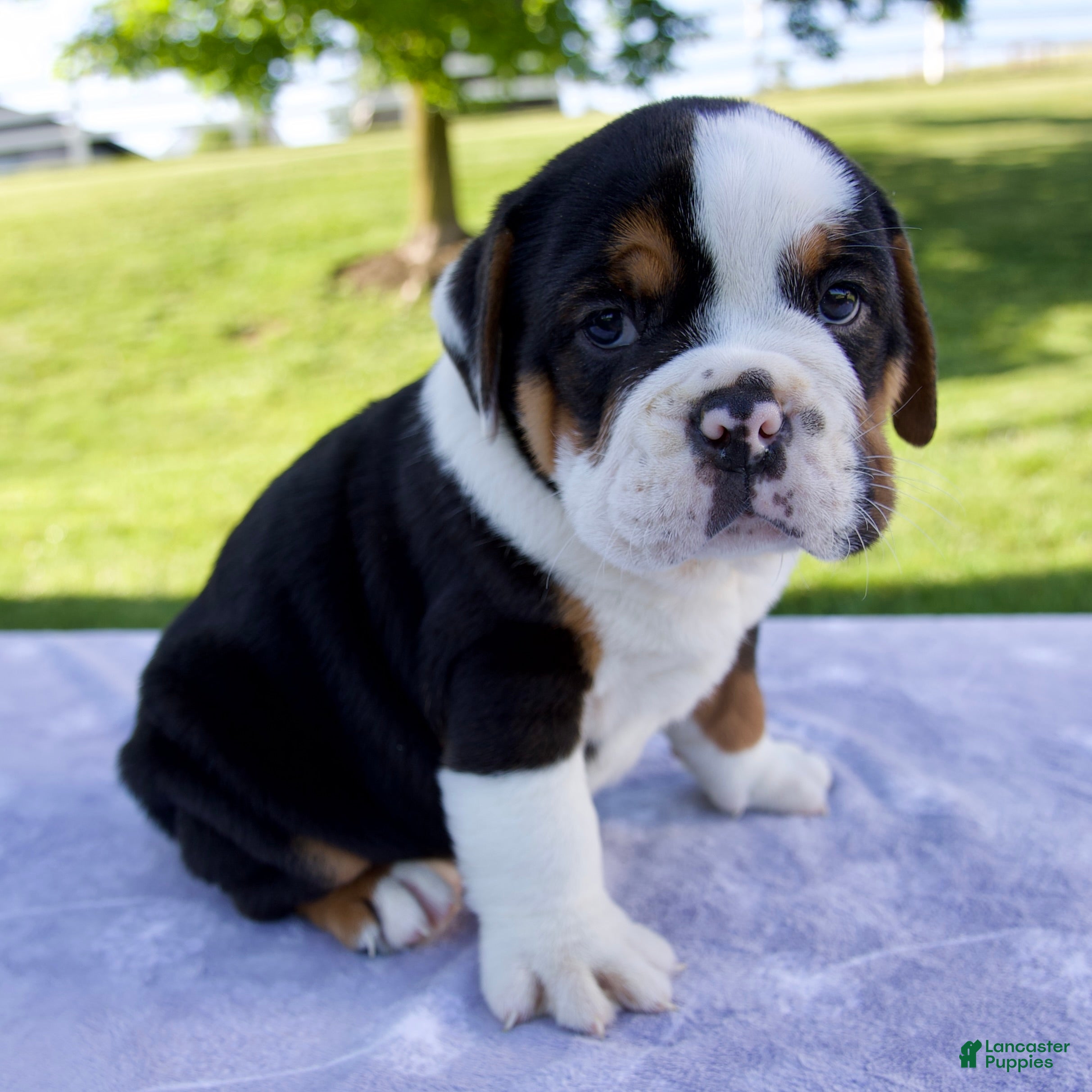 Beabull dogs for sale: Bruno - Ad 5