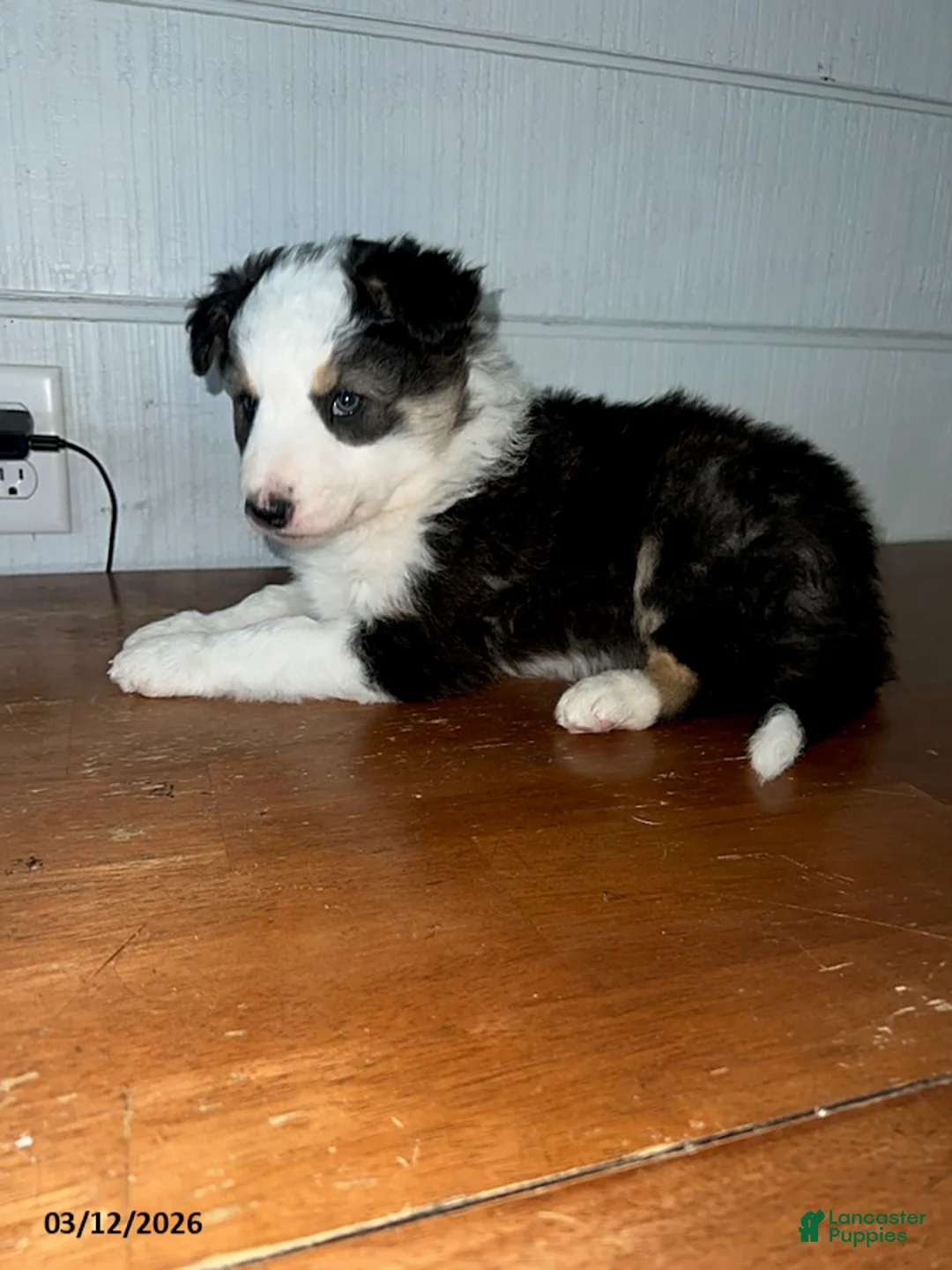 Border Collie dogs for sale: Buttercup - Ad 2