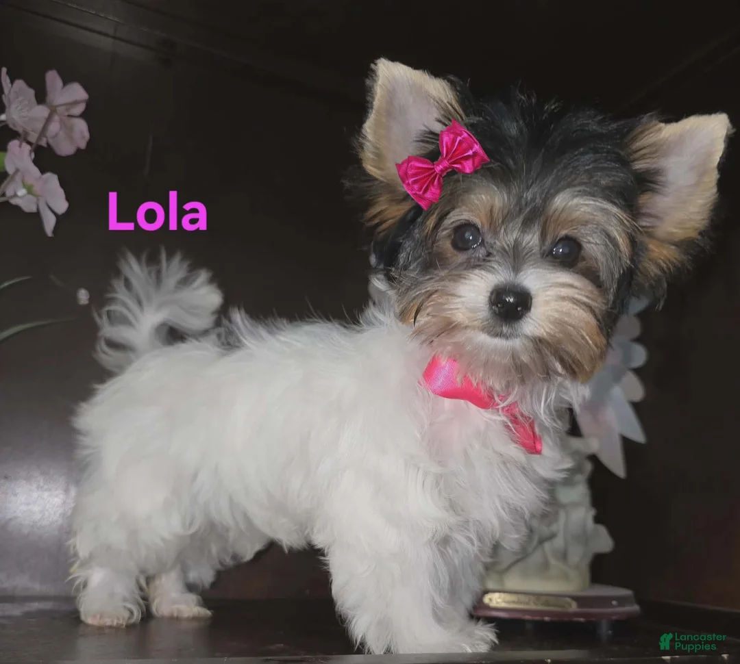Biewer Terrier dogs for sale: Biewer Terrier Puppy 4 - Ad 2