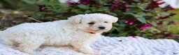 Mixed Breed dogs for sale: Pixel - Ad 3