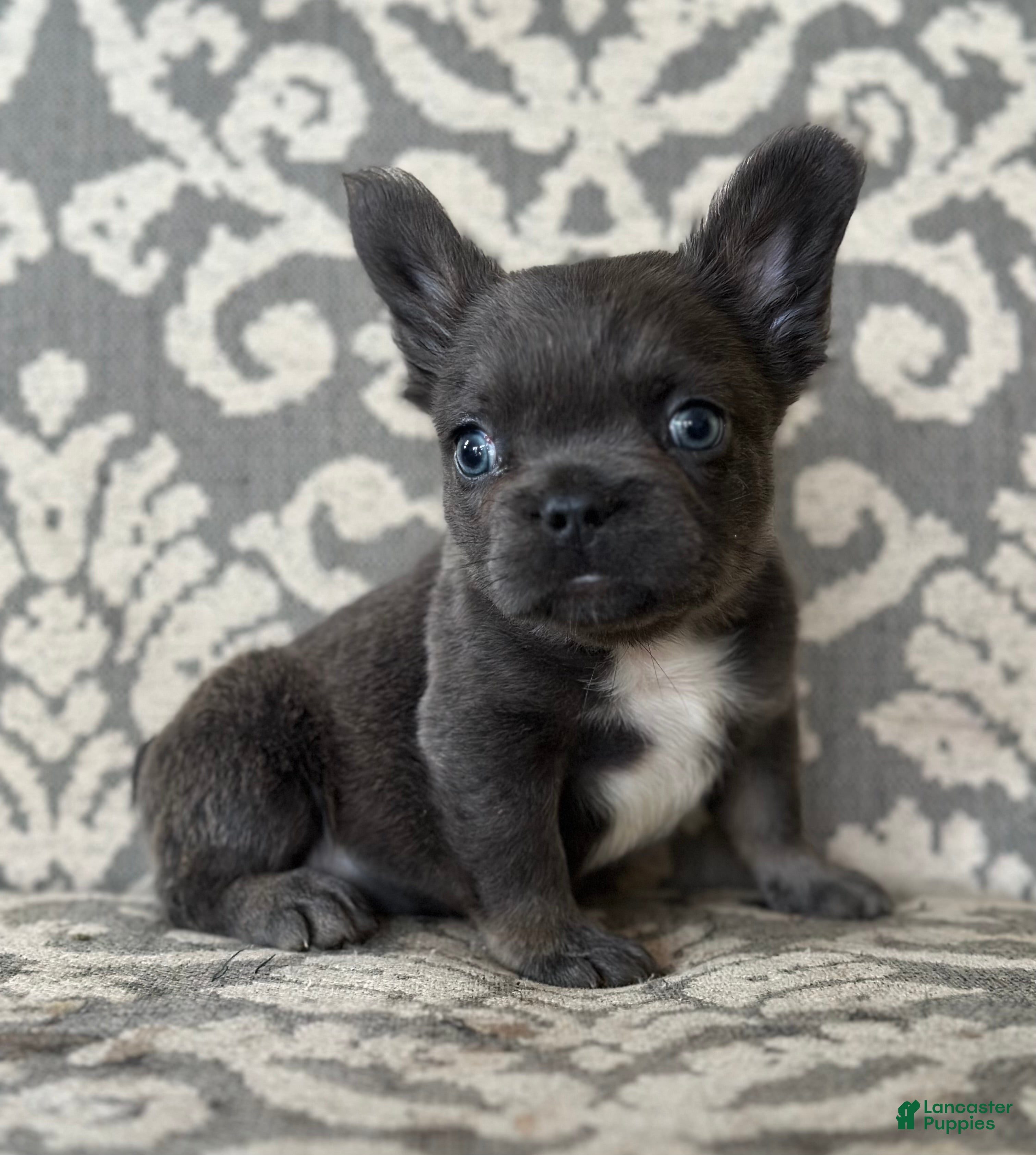 French Bulldog dogs Cobalt - Ad 21