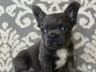 French Bulldog dogs Cobalt - Ad 21