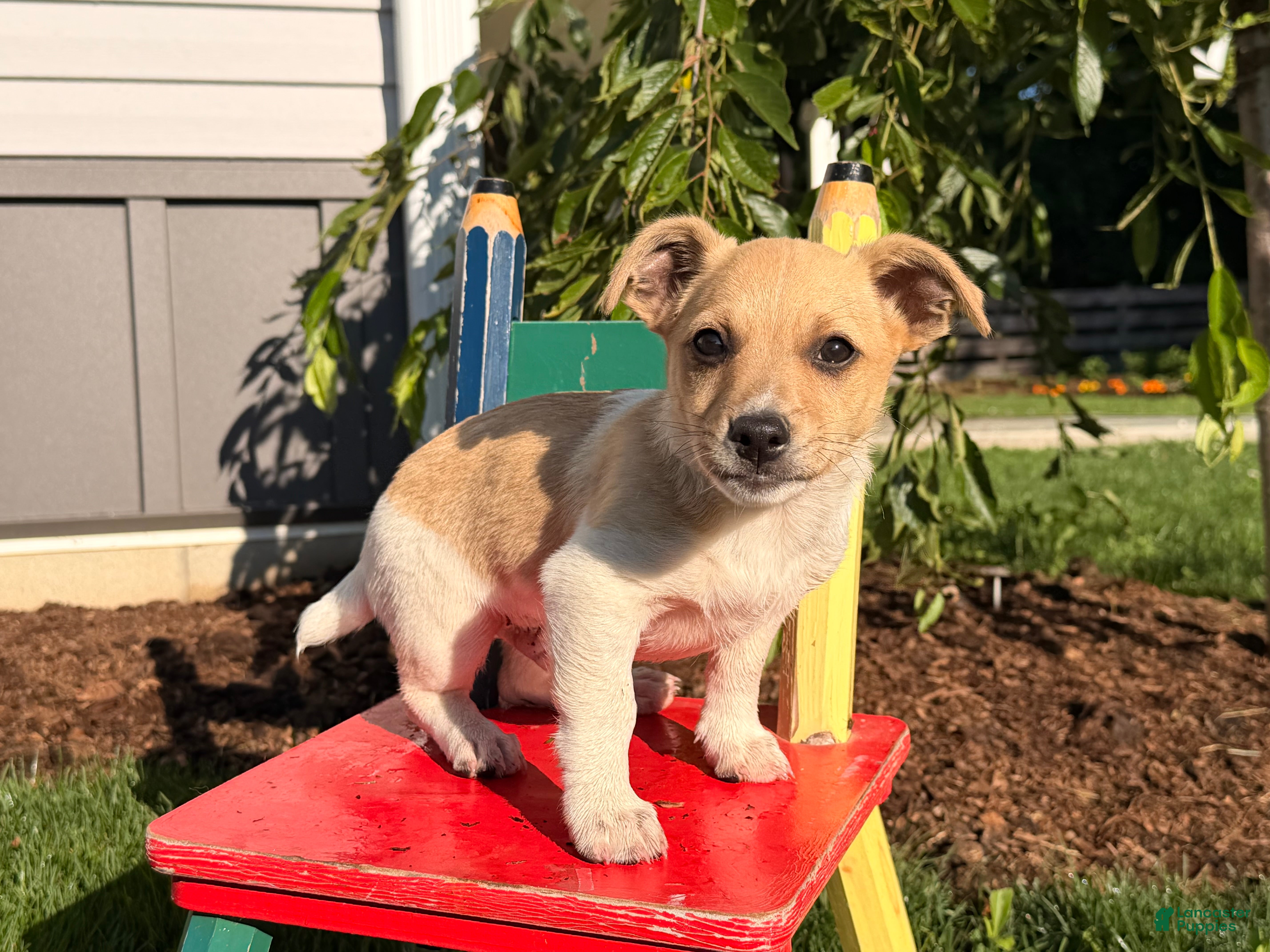 Jack Russell Terrier dogs Twinkle  - Ad 2