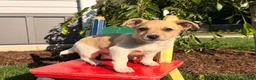 Jack Russell Terrier dogs for sale: Twinkle  - Ad 2