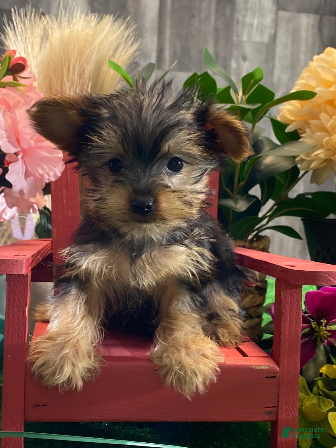 Yorkshire Terrier dogs for sale: Yo-yo  - Ad 3
