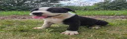 Olde English Bulldogge dogs for sale: Margaret - Ad 5