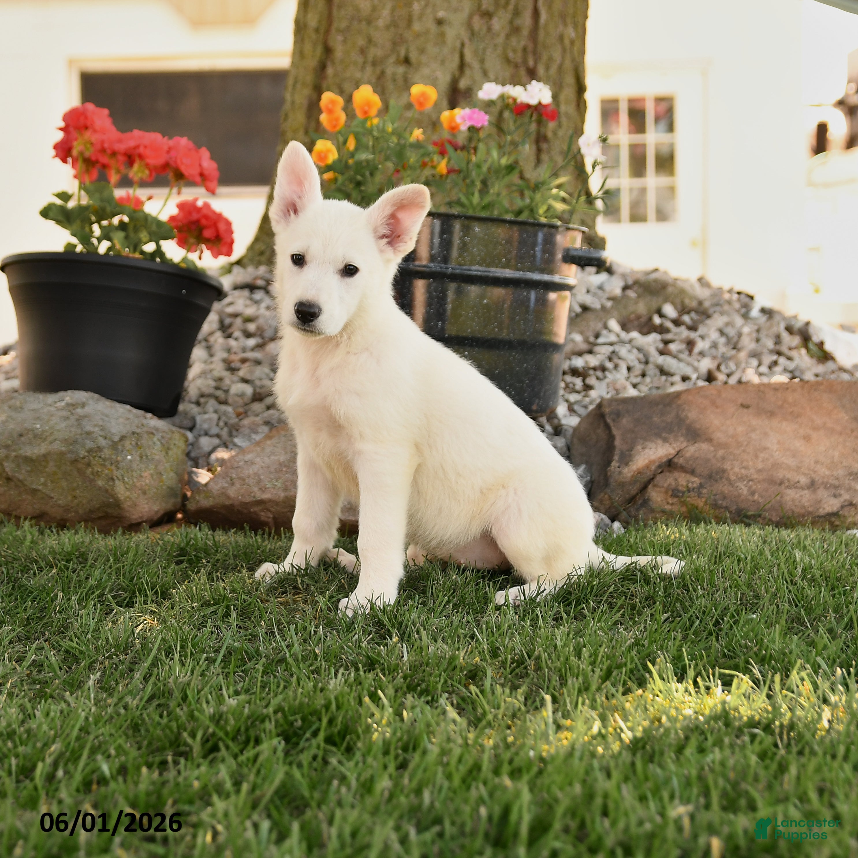 German Shepherd dogs France - Ad 1