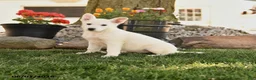 German Shepherd dogs for sale: France - Ad 1