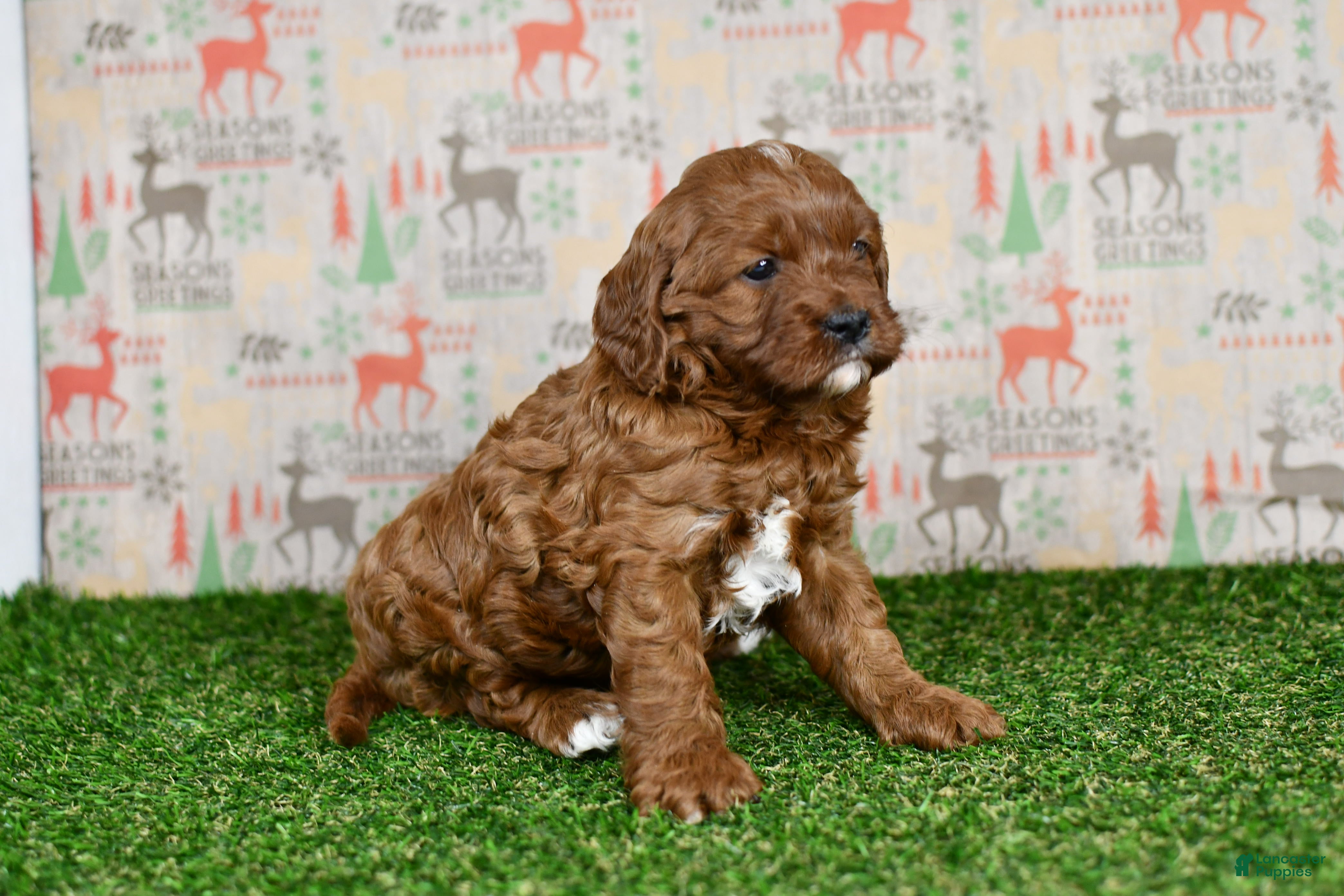 Cavapoo dogs Cavapoo Puppy 1 - Ad 33