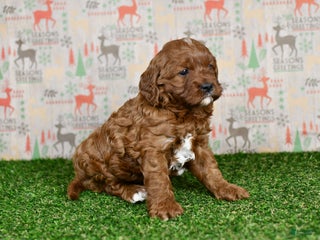 Cavapoo dogs Cavapoo Puppy 1 - Ad 25