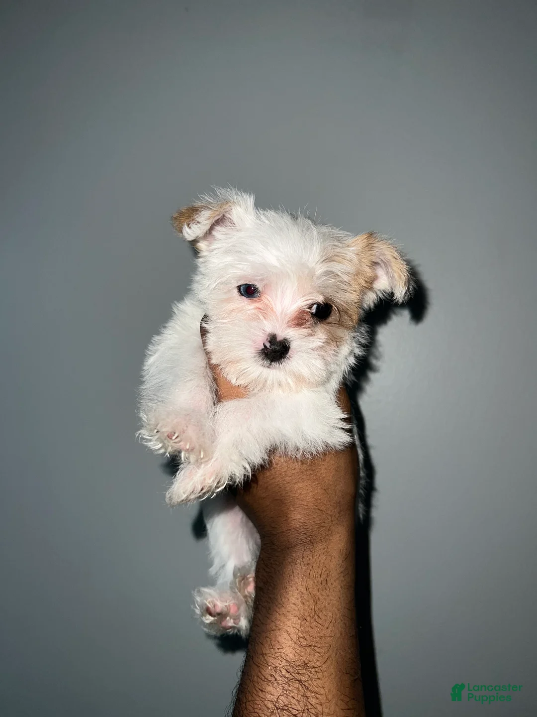 Yorkshire Terrier dogs for sale: Celine - Ad 3