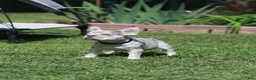 French Bulldog dogs for sale: Lux - Ad 6