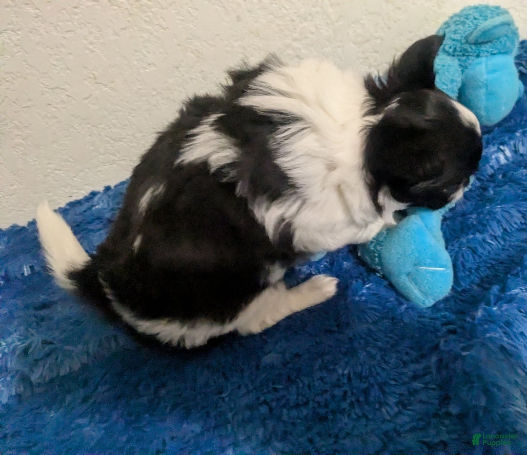 Chihuahua dogs for sale: Snoopy LC Apple Head Chihuahua Male  - Ad 4