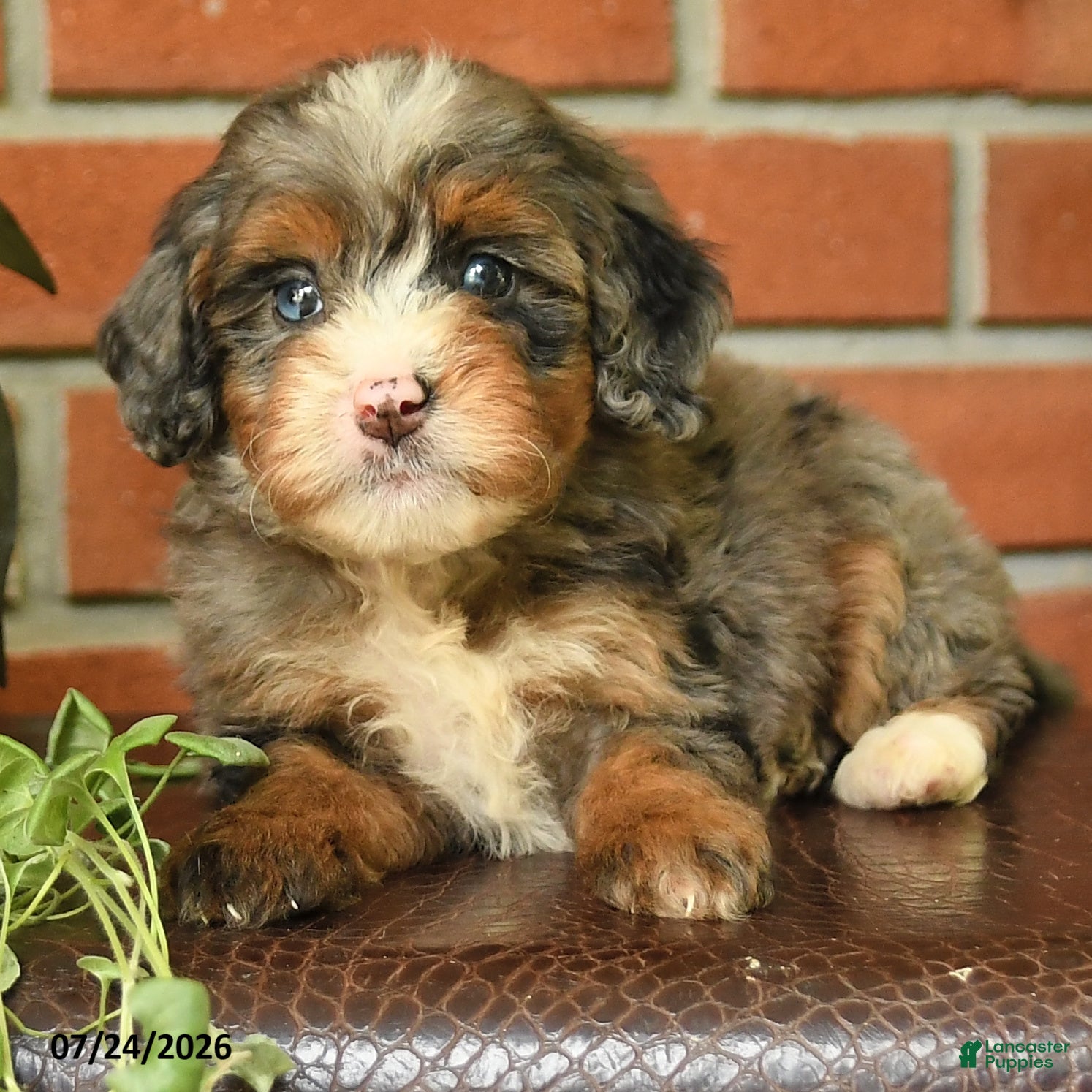 Bernedoodle dogs Little Joy - Ad 2