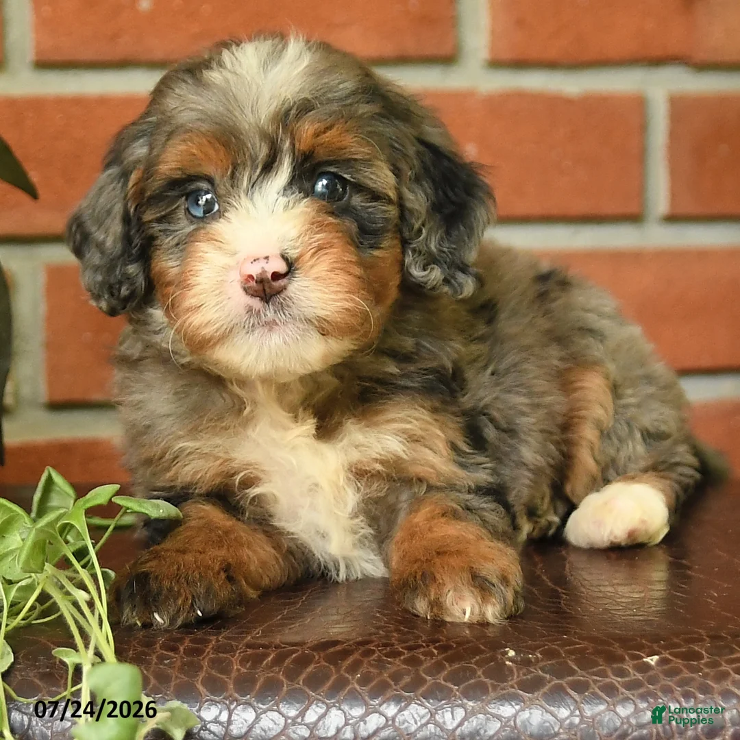 Bernedoodle dogs for sale: Little Joy - Ad 2