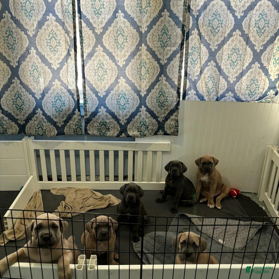 Gallery Image {{count}}