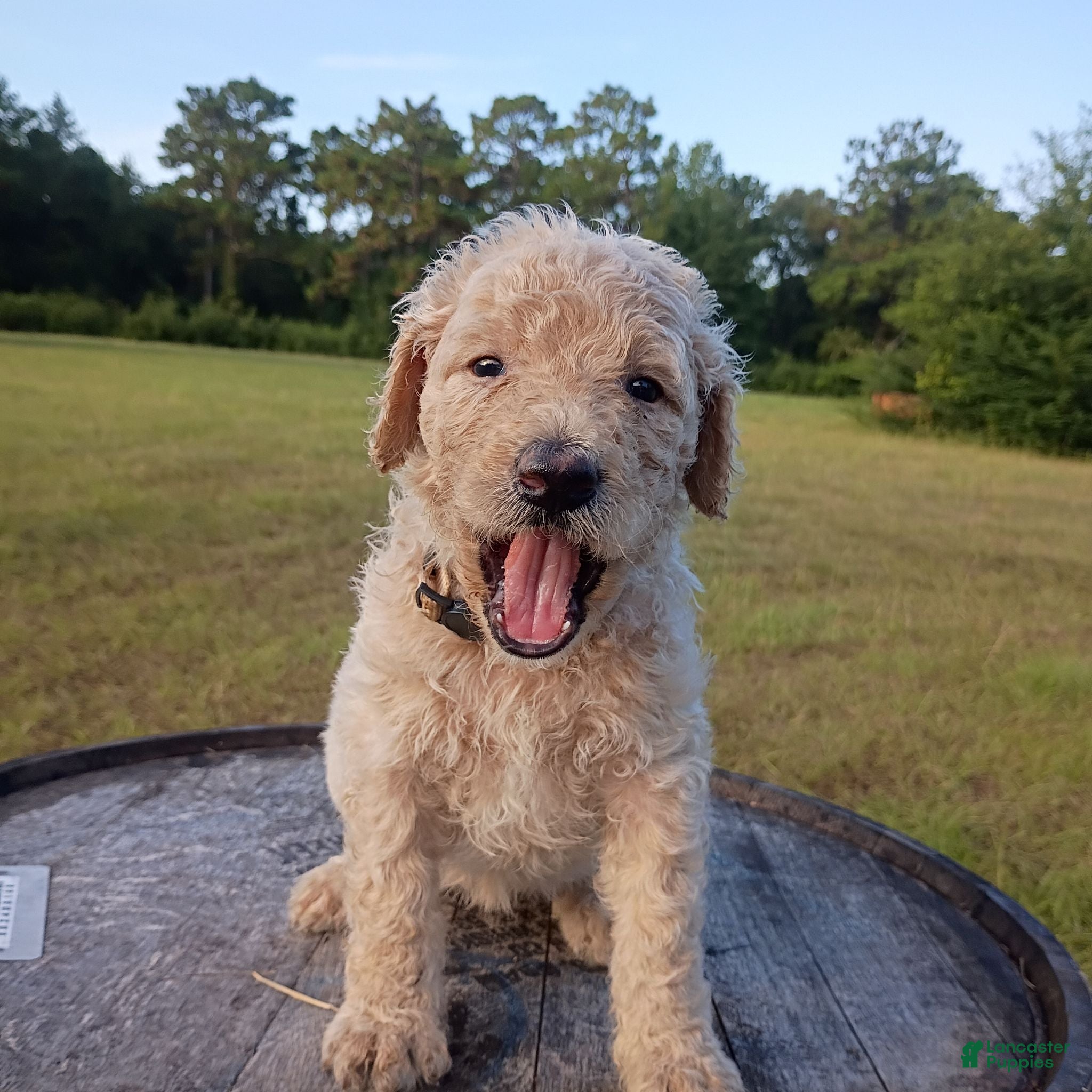 Goldendoodle dogs Nilla  - Ad 2