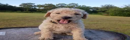 Goldendoodle dogs for sale: Nilla  - Ad 2