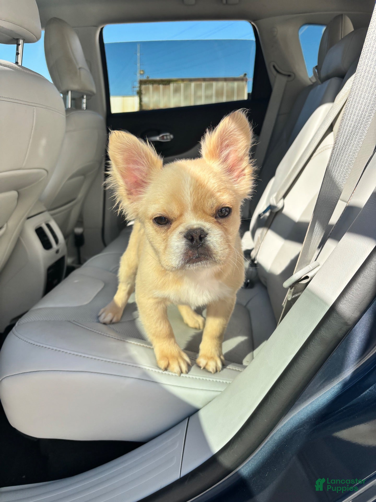 French Bulldog dogs for sale: Gello - Ad 1