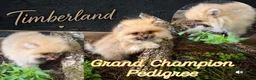 Pomeranian dogs for sale: Timber - Ad 7