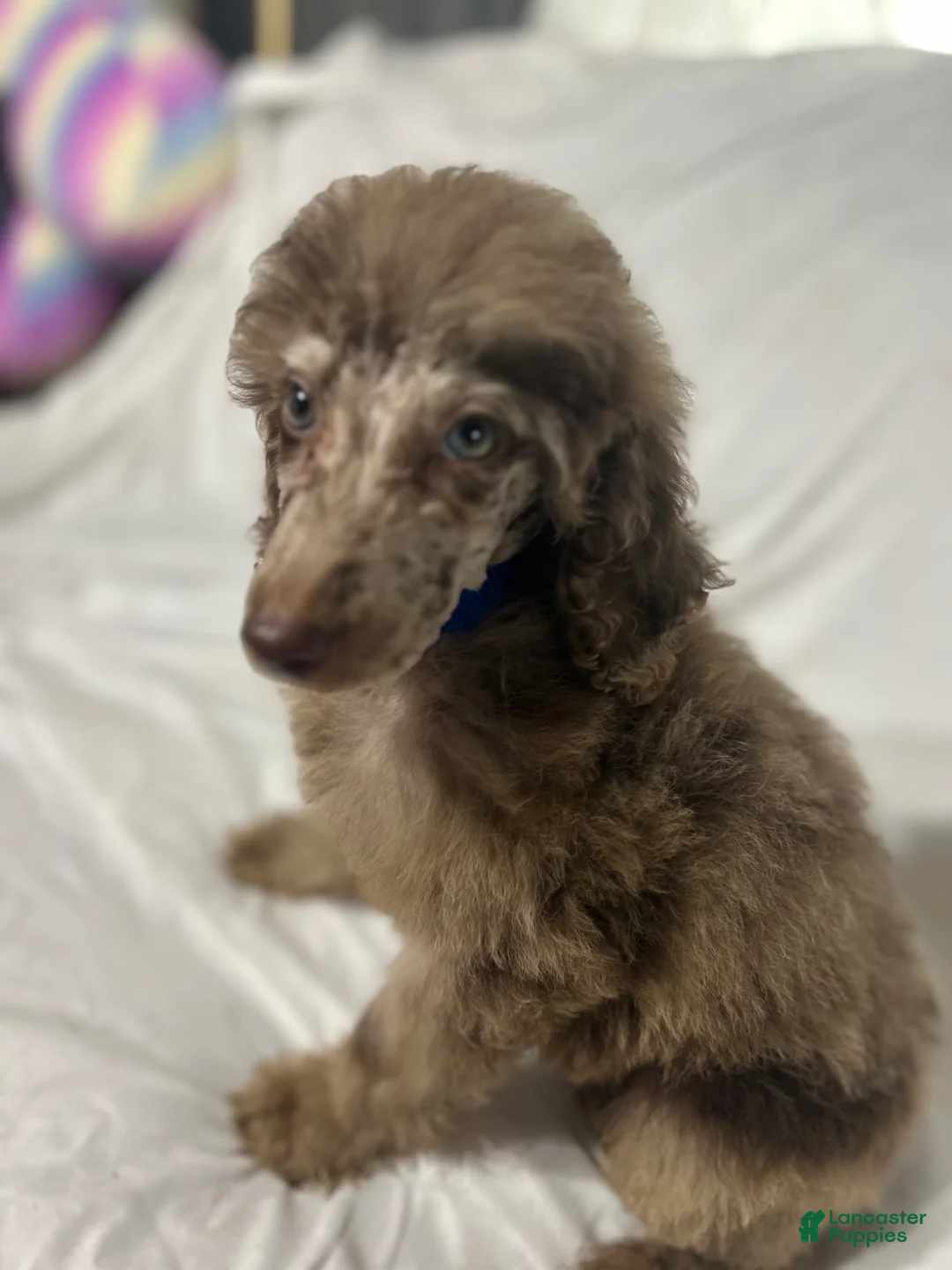Standard Poodle dogs for sale: Standard Poodle Puppy 3 - Ad 2