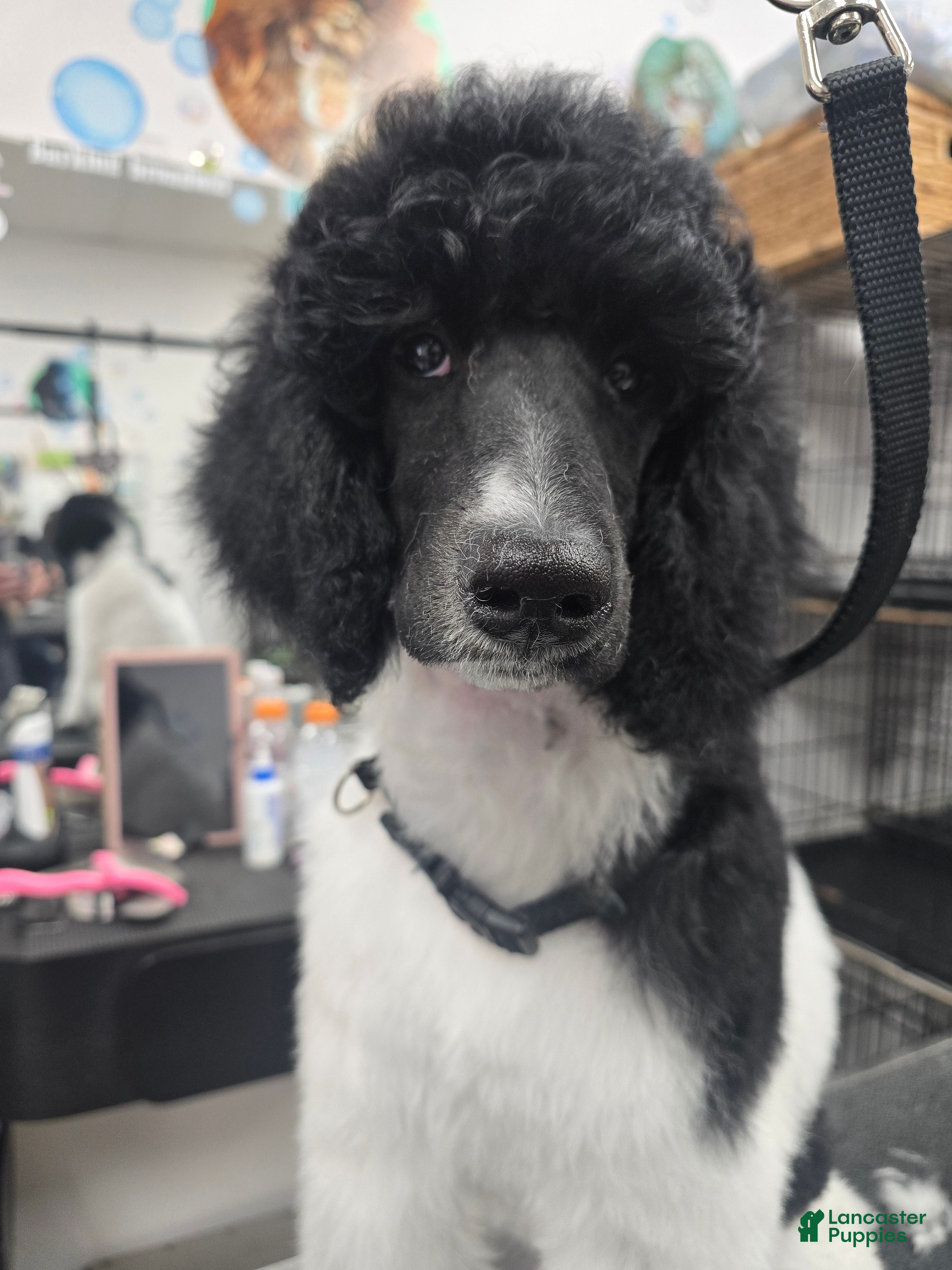 Standard Poodle dogs Oriel - Ad 40