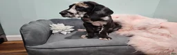Great Dane dogs for sale: Harlequin Beauty  - Ad 6