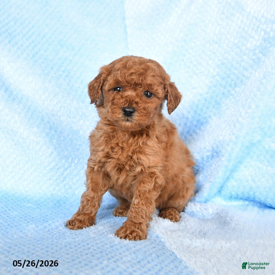 Miniature Poodle dogs Mini - Ad 1