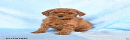 Miniature Poodle dogs for sale: Mini - Ad 1