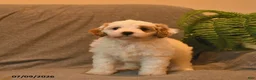 Cavapoo dogs for sale: Hershey - Ad 5