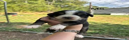 Mixed Breed dogs for sale: Mixed Breed 5 - Ad 1