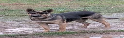 German Shepherd dogs for sale: German Shepherd Puppy 5 - Ad 2