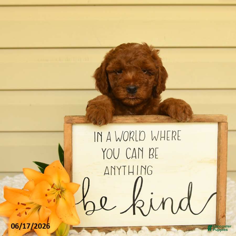 Mini Goldendoodle dogs Scamper - Ad 2