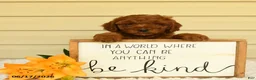 Mini Goldendoodle dogs for sale: Scamper - Ad 2