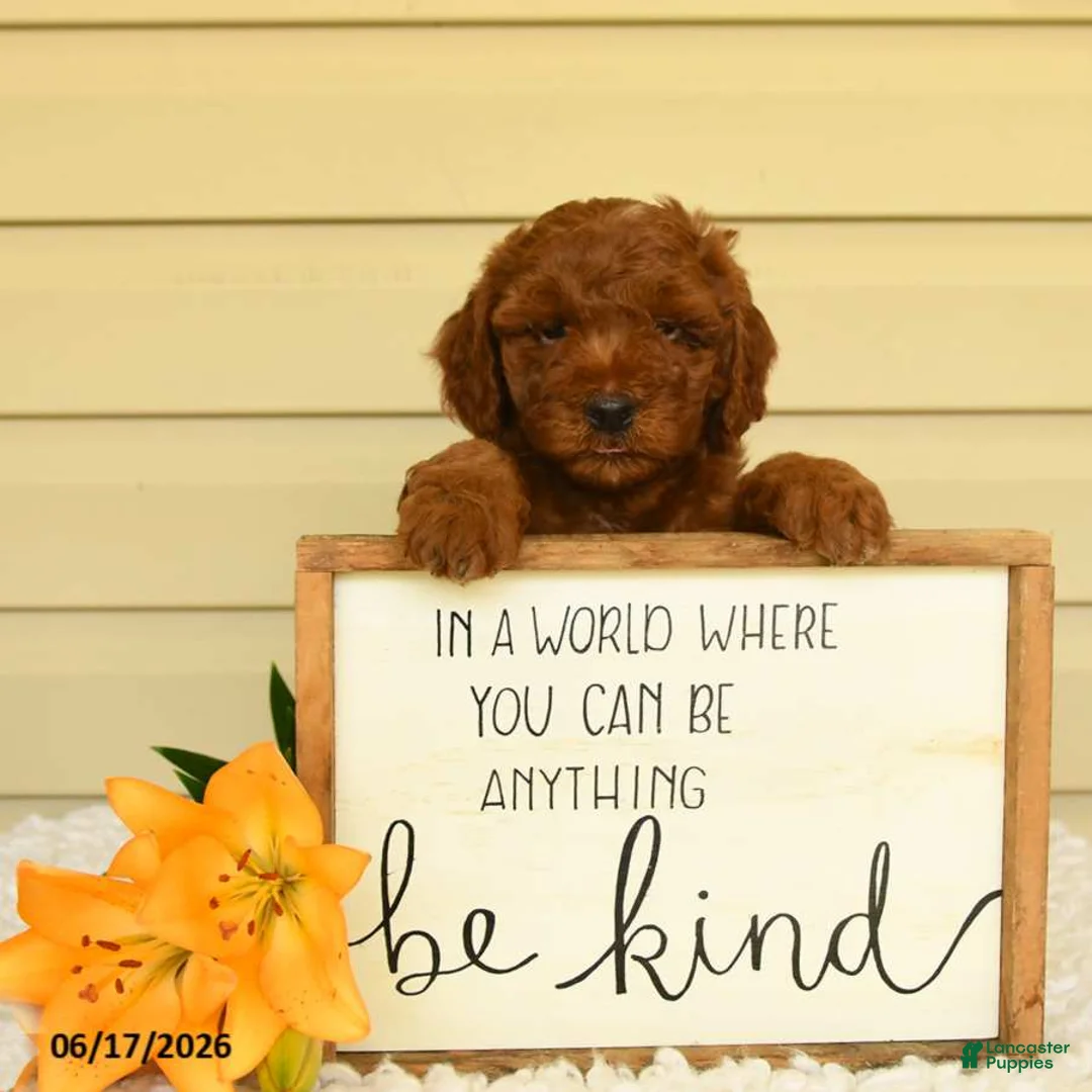 Mini Goldendoodle dogs for sale: Scamper - Ad 2