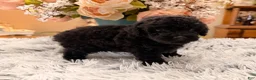 Miniature Poodle dogs for sale: Miniature Poodle 3 - Ad 3