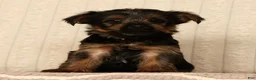 Yorkshire Terrier dogs for sale: Leo - Ad 4