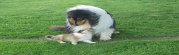 Collie dogs for sale: Baker  - Ad 3