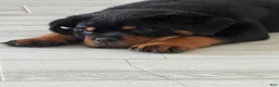 Rottweiler dogs for sale: Bristol - Ad 3