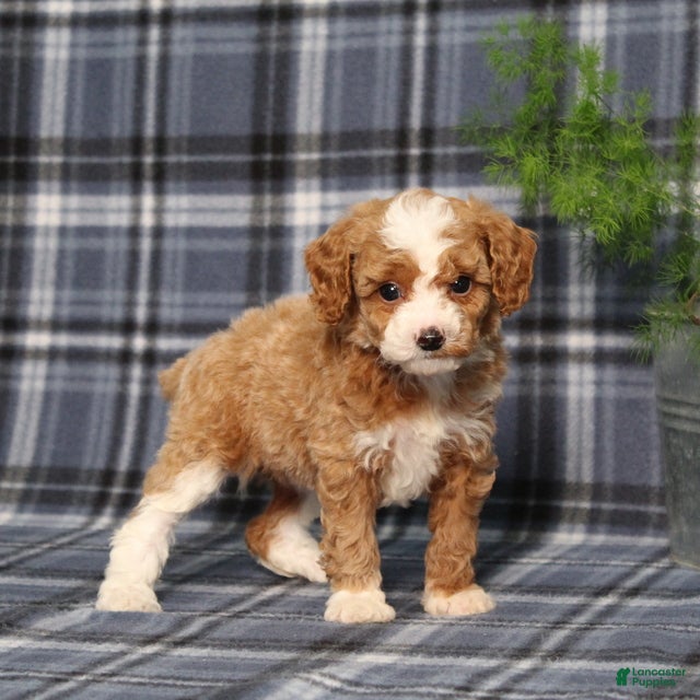 Miniature Poodle dogs Xoey (Irish Spotting) - Ad 1