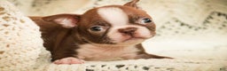 Boston Terrier dogs for sale: Katie - Ad 2