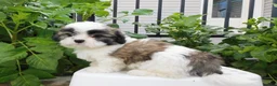 Teddy Bear dogs for sale: Parker - Ad 5